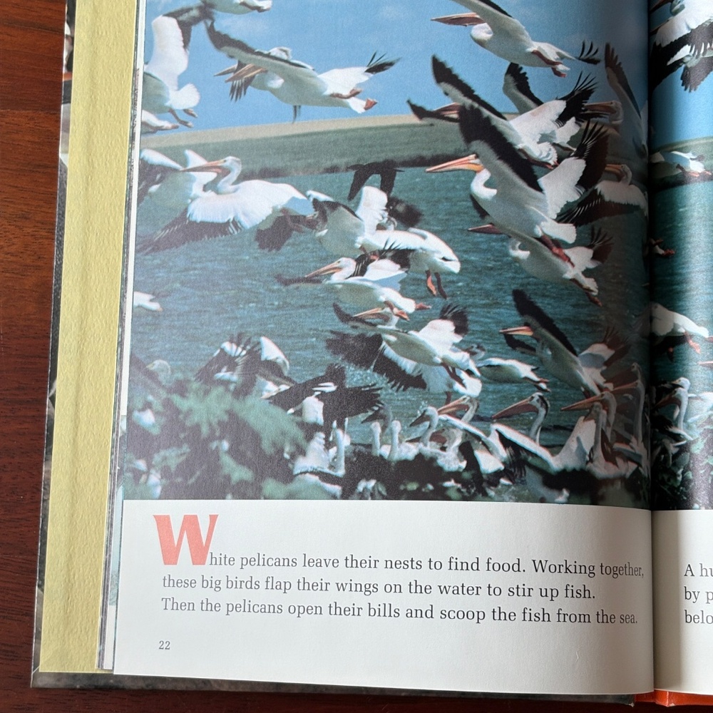 Animal Book Bundle - Picture 6 of 12